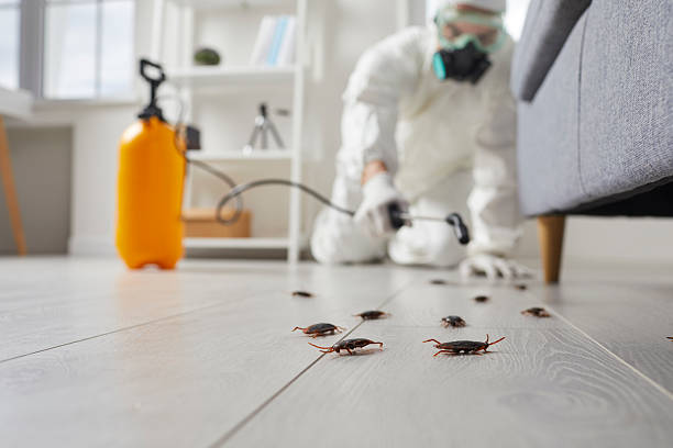 Commercial Kitchen Cockroach Control in Denton